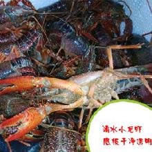 武漢海鮮批發(fā)市場(chǎng)概覽與價(jià)格趨勢(shì)分析
