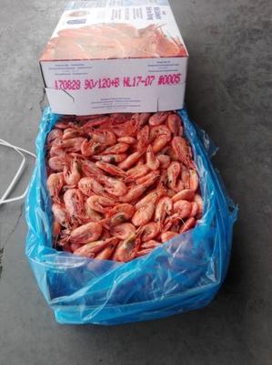 冷凍北極蝦 海鮮批發(fā)的明星產(chǎn)品與市場機(jī)遇