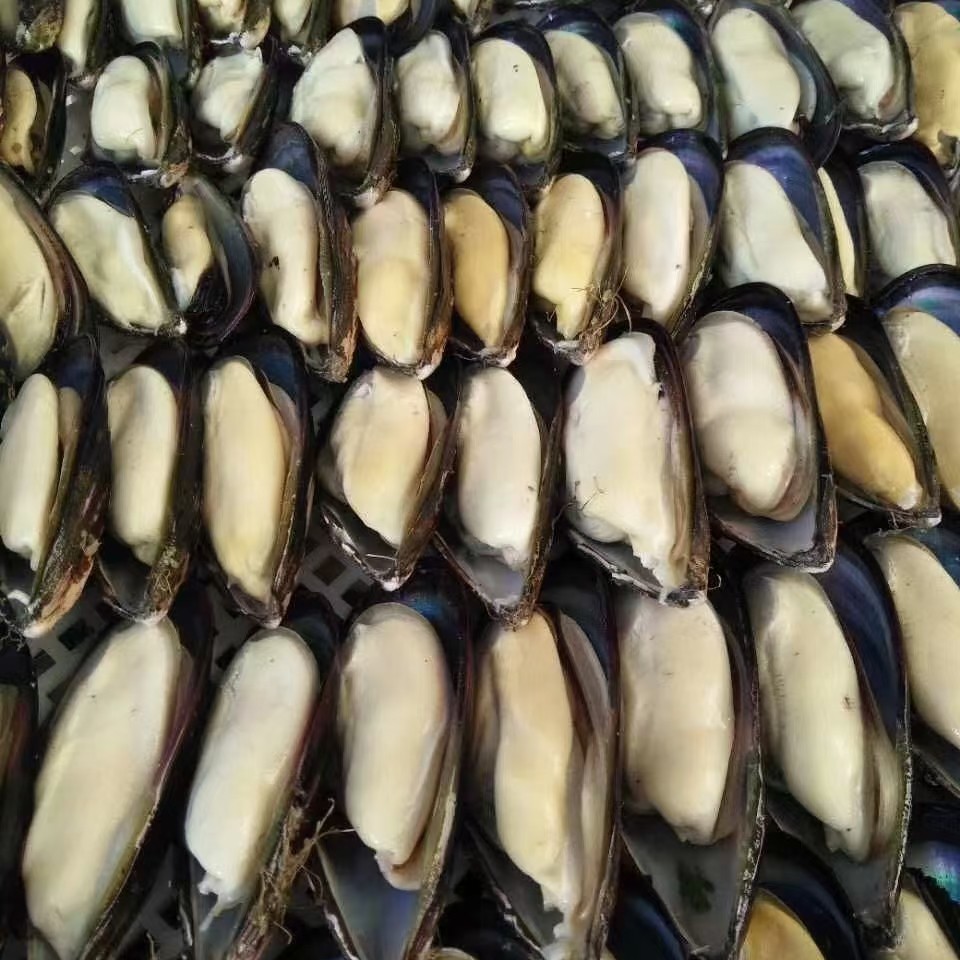 藍(lán)口貝 半殼青口的品質(zhì)保證，海鮮批發(fā)與自助燒烤的絕佳選擇